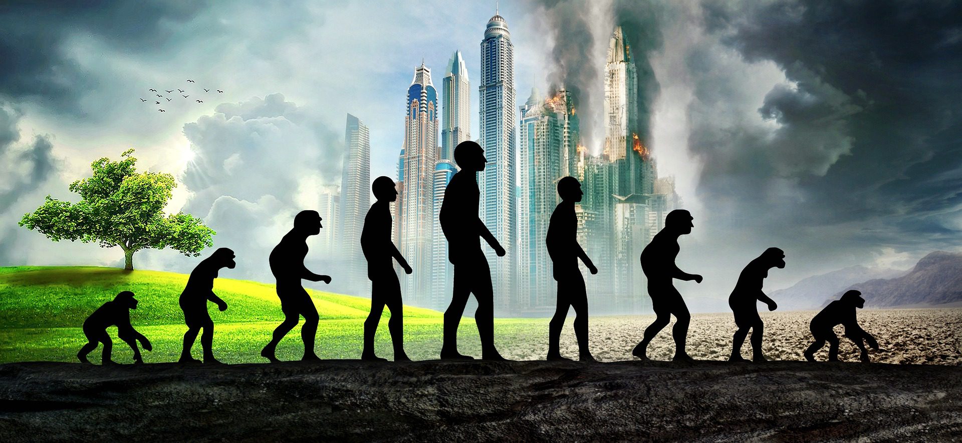 Human evolution